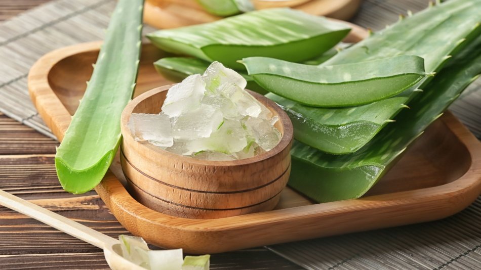 Aloe Vera atau Lidah Buaya sebagai Ingredients