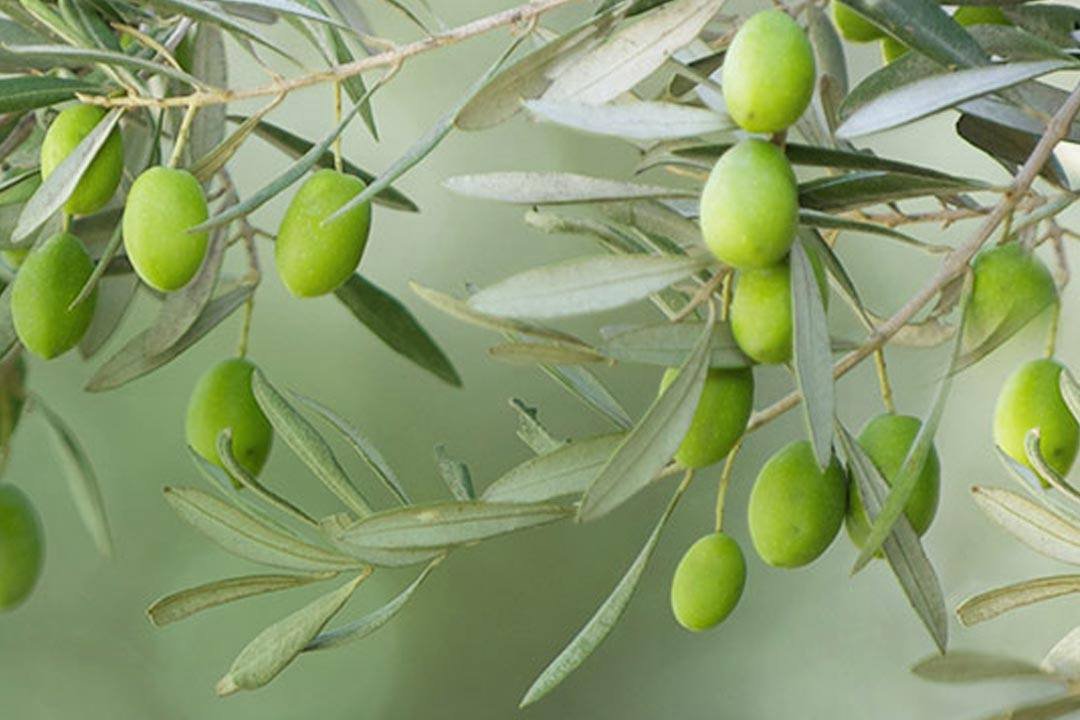 Keajaiban Kuno Minyak Zaitun yang diakui dunia